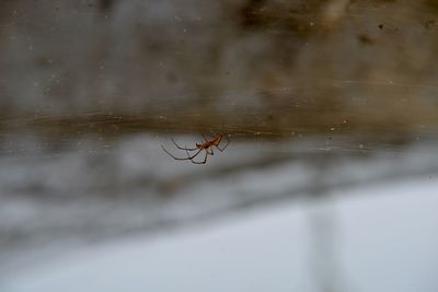 Close-up of spider on web