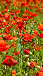 Close-up of red poppy flowers in field