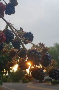 Close-up of fruits growing on tree against sky