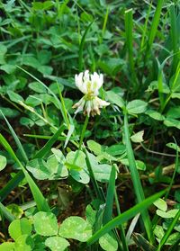 Close-up of white flowers