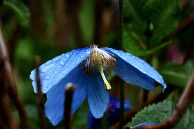 Close-up of insect on blue flower