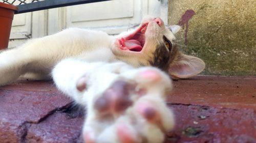 Close-up of cat resting