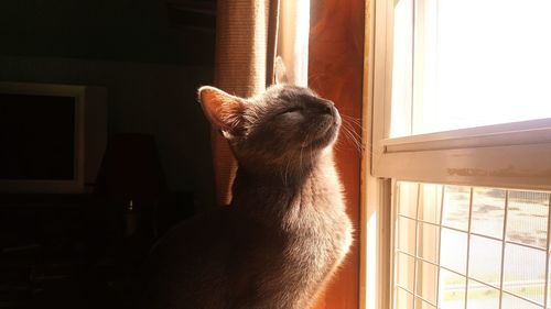 Cat looking away in window