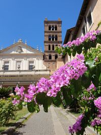 Purple flowering plants by building against sky