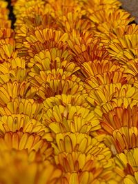 Full frame shot of yellow flowering plant