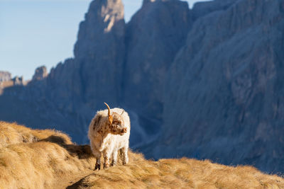 Highland cattle on meadov in the italian dolomites near val gardena.