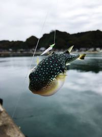 Close-up of fish on sea against sky