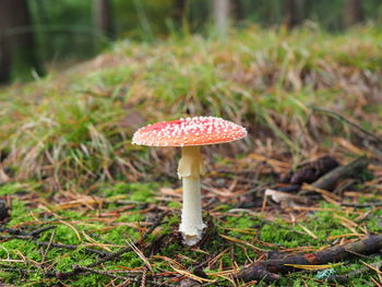 Close-up of mushroom growing on field