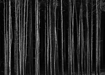 Full frame shot of tree trunks in forest at night
