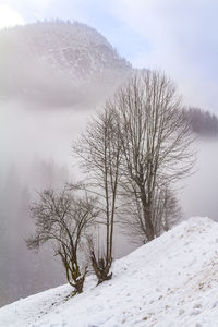 Bare tree on snow covered land against sky