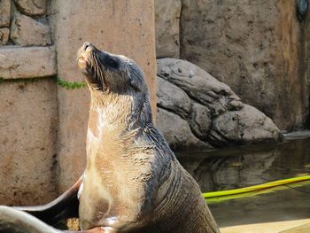 Seal show at ushaka marine world