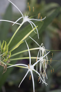 Close-up of plant