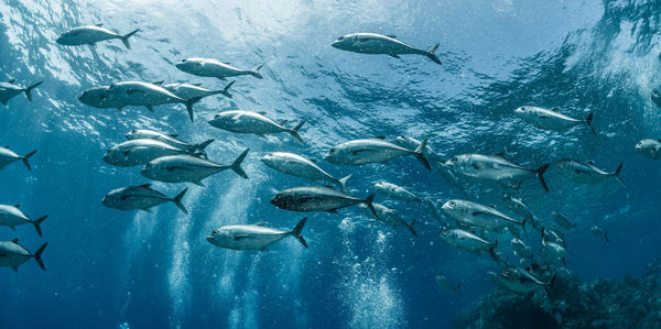 A school of bigeye trevally