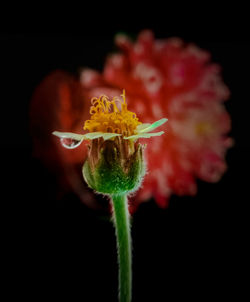 Close-up of flower against black background