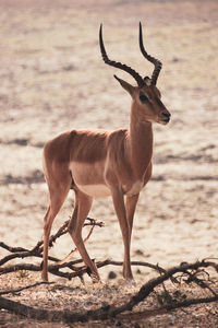 Deer standing on a land