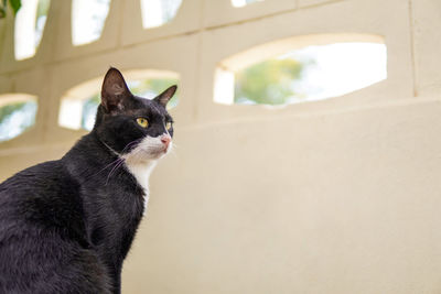 Close-up of cat looking away against wall