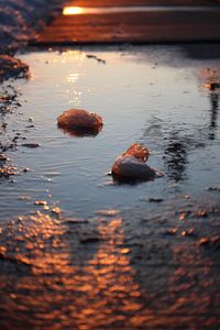 Close-up of crab in lake