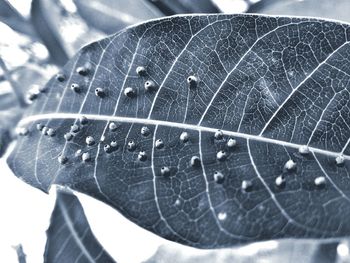 Close-up of leaf on water