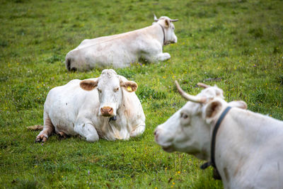 Cow relaxing on field