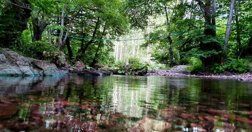 Scenic view of lake in forest