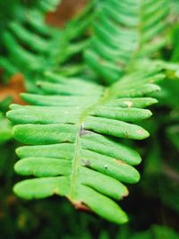 Close-up of fresh green leaf