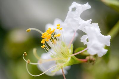 Close-up of yellow flower