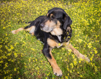 Dog lying on field