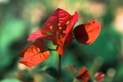 Close-up of red leaves on plant