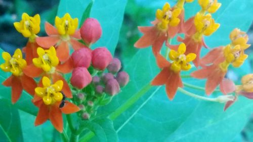 Close-up of multi colored flowers