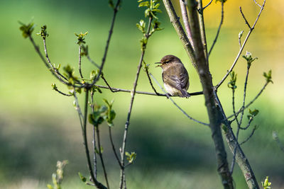 Bird perching on a branch