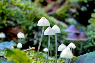 Close-up of white mushrooms growing on field