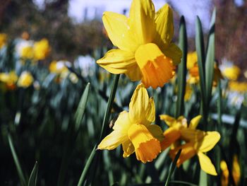 Close-up of yellow daffodil flowers in park