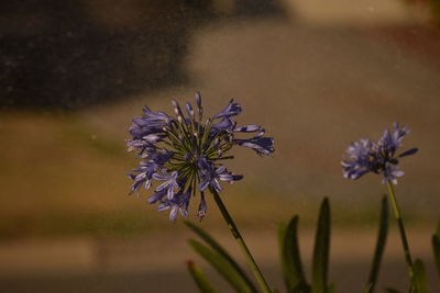 Close-up of thistle flowers