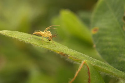 Close-up of insect on plant