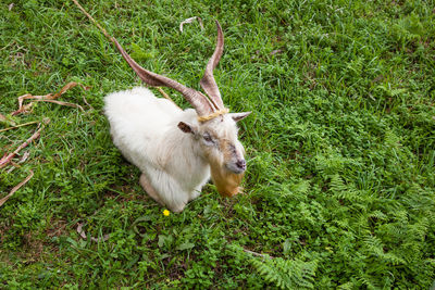 Rabbit on grassy field