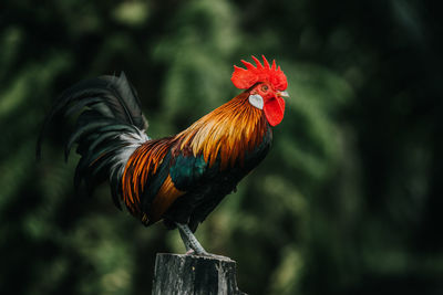 Close-up of rooster