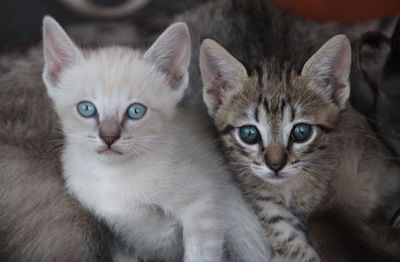 Close-up portrait of kitten