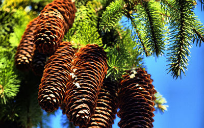 Low angle view of palm trees