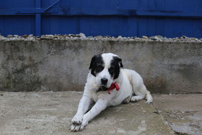 Portrait of dog sitting against blue fence