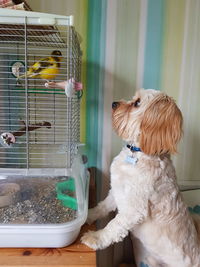 Small dog in cage at home