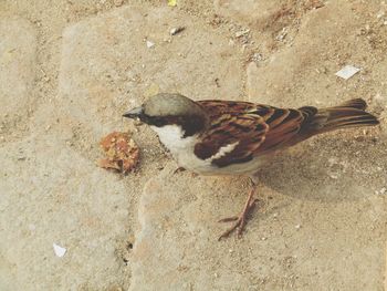 High angle view of bird on field