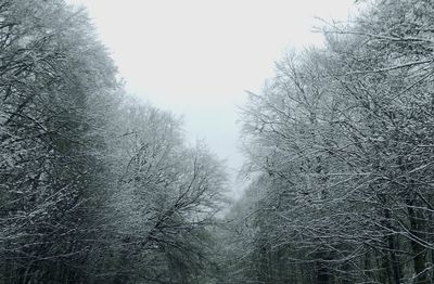 Low angle view of bare trees against clear sky