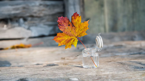 Close-up of orange leaves on table