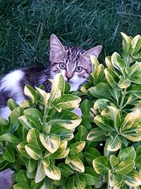 Portrait of a cat