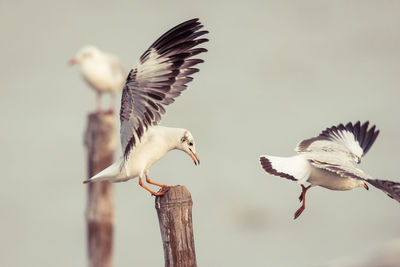 Close-up of seagull flying