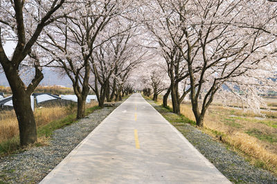 Road amidst bare trees and plants