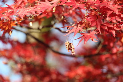 Close-up of red maple leaves on tree