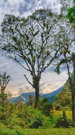 Scenic view of tree mountains against sky