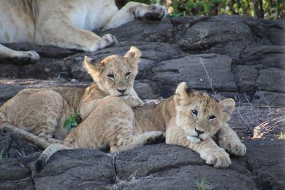 Child lions relaxing on rock in masai mara