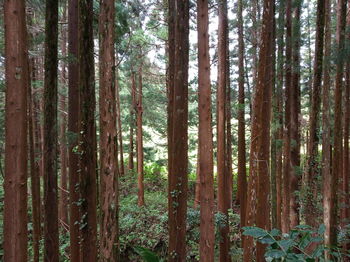 View of trees in forest